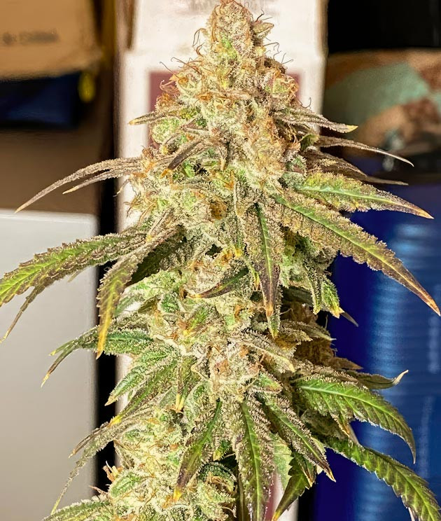 Куст Blueberry Muffin на финальной неделе выращивания