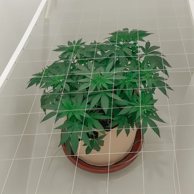 Куст Blackberry Moonrocks на 37 день выращивания