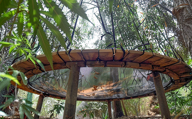 Конопля под батутом