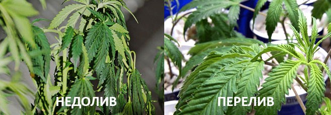 недолив и перелив марихуаны