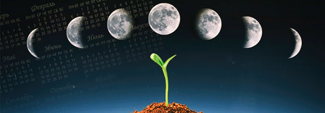 Посадка семян конопли по лунному календарю