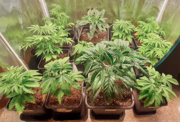 Куст Fullgas от GHS ростом 40 см