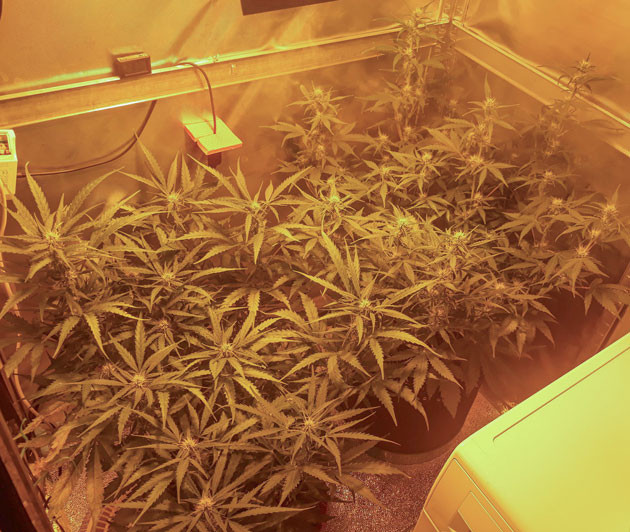 Дефицит фосфора Кусты в гроубоксе