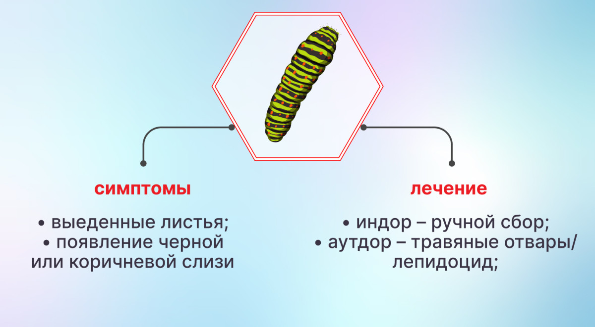 Гусеницы на конопле