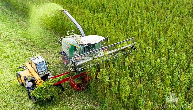 Сбор урожая технической конопли