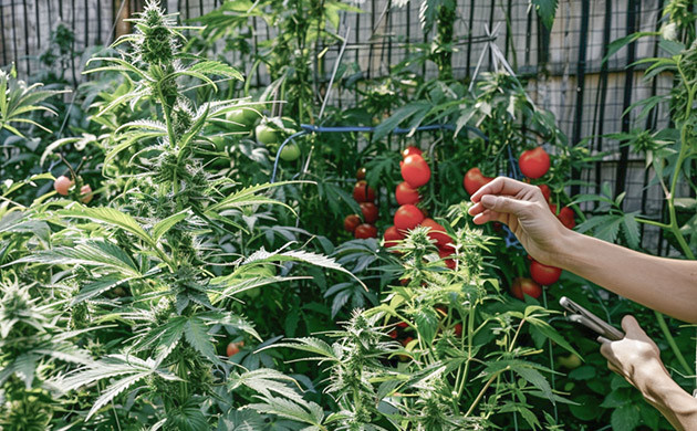 Конопля с помидором