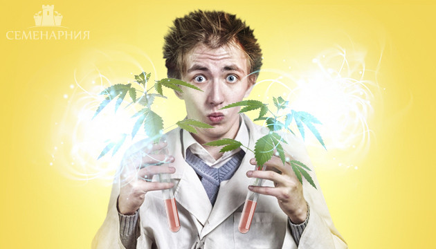 Выбор между индикой и сативой