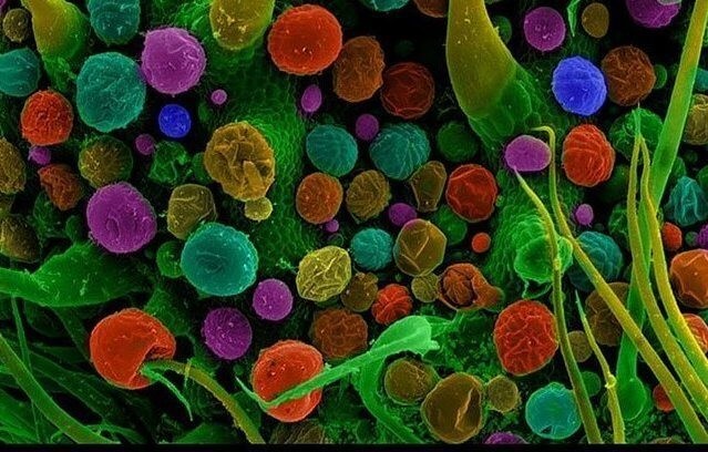 Внутреннее содержимое почки женского цветка