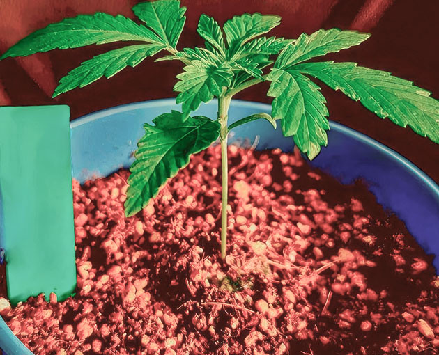 Уровень влажности в почве Росток DDoS #33 от Herbies Seeds