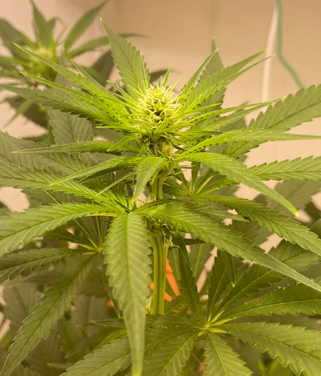 Куст Chemical Bride от GHS на 6 неделе выращивания