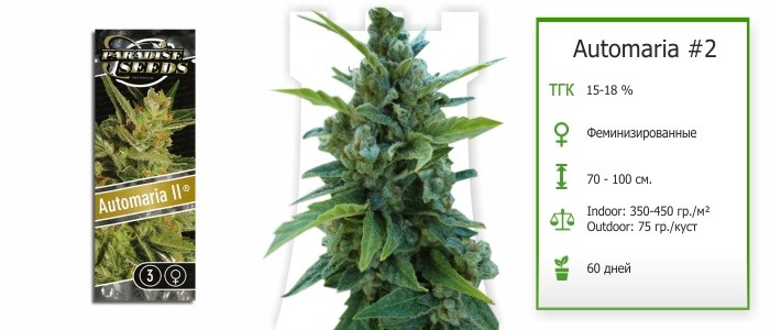 марихуана Automaria #2