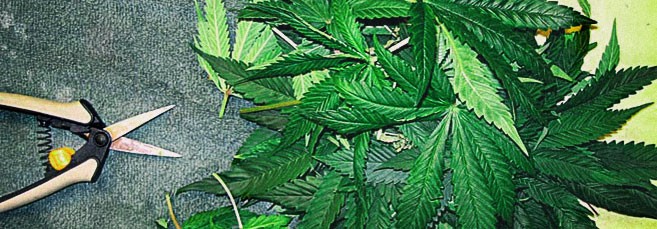 Дефолиация марихуаны