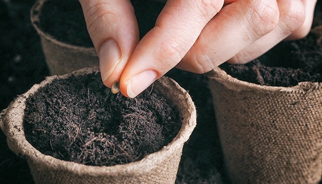 Нельзя высаживать семена в грунт