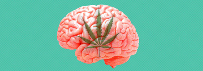 Влияние конопли на мозг человека