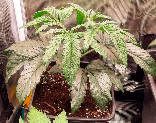 Растишка Fullgas от GHS на 4 неделе выращивания