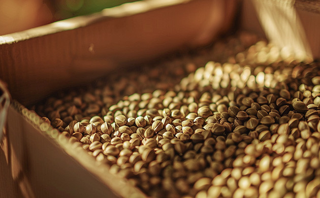 Покупка семян конопли