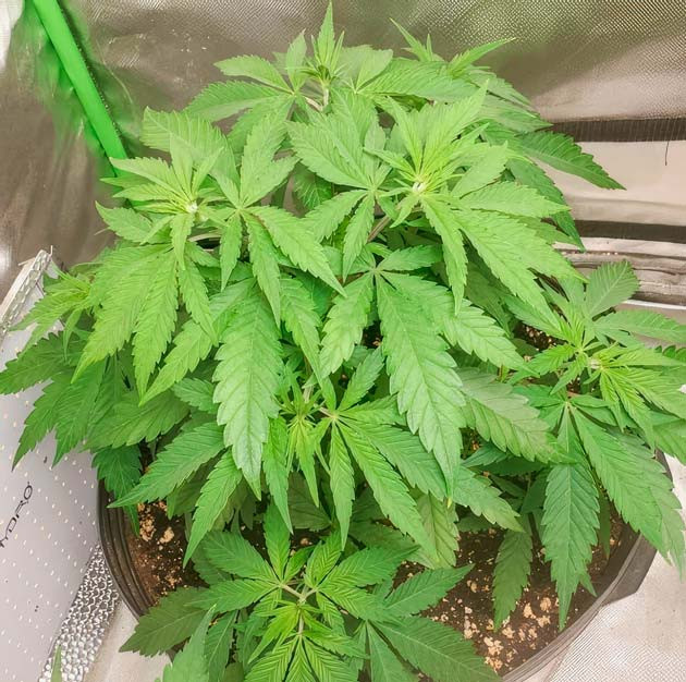 Удаление крупных листов и полив марихуаны Куст Cafe Racer на 6 неделе выращивания