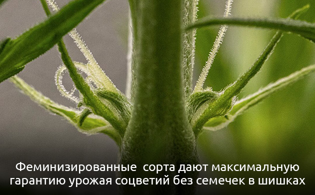 Женские растения конопли вырастают из феминизированных семян 