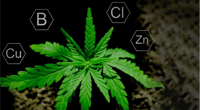 Микро и макро элементы необходимые конопле
