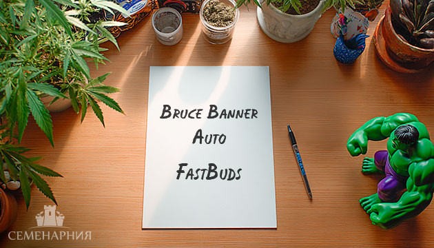 Гроурепорт сорта конопли Bruce Banner Auto Выращивание сорта марихуаны Bruce Banner Auto от FastBuds