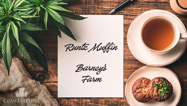 Гроурепорт сорта Runtz Muffin