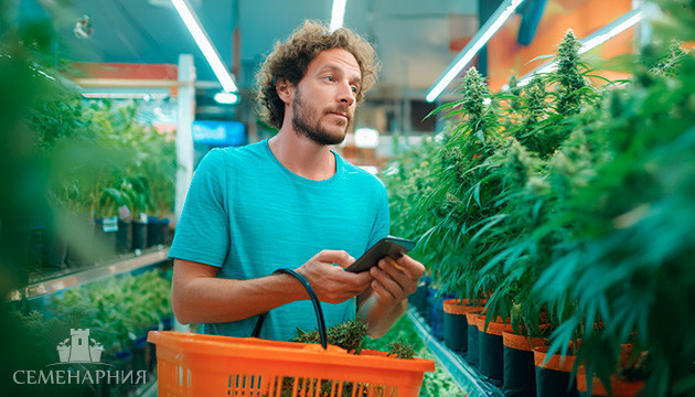 Выбор сорта конопли Как подобрать нужный сорт марихуаны