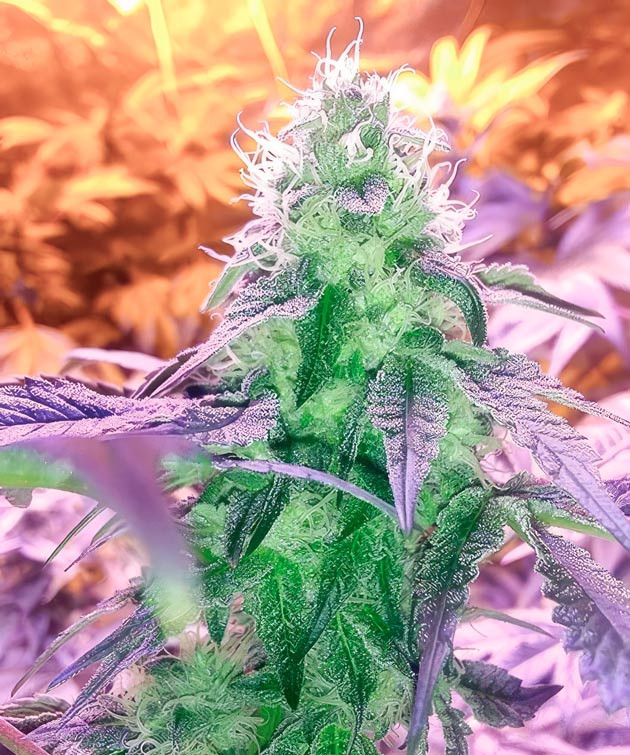 Кусты Vanilla Frosting от Humboldt Seed Company на стадии цветения