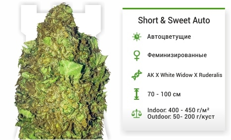 описание сорта Short Sweet Auto