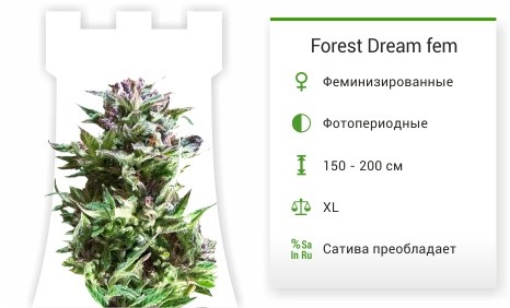 Forest Dream fem от Dutch Passion