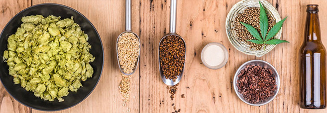 Как приготовить конопляное пиво