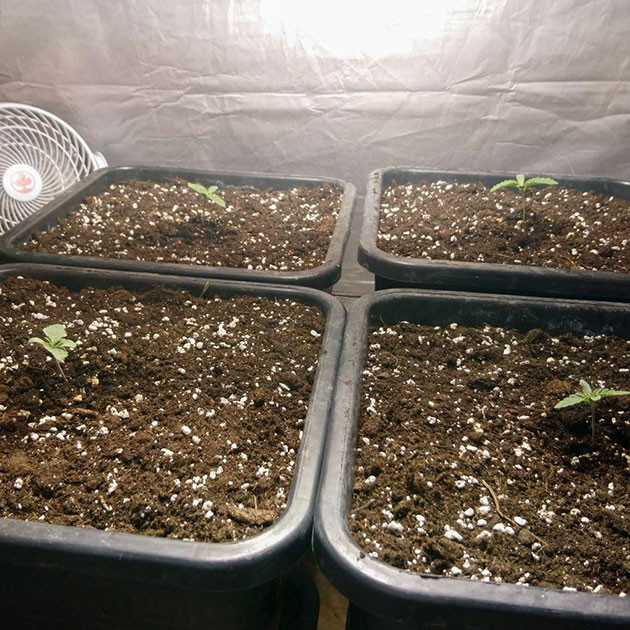 4 ростка Dos si Dos 33