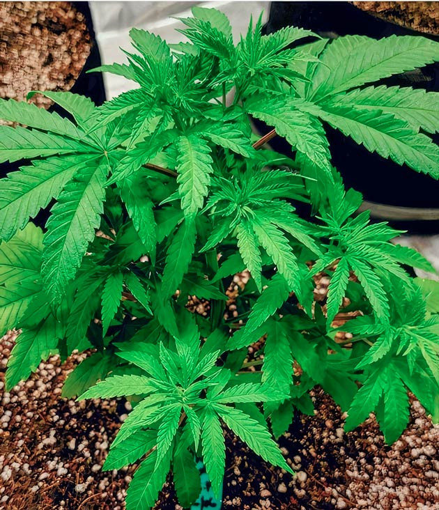 Небольшое замедление роста и лёгкое увядание листвы Куст DDoS #33 на 2 неделе выращивания