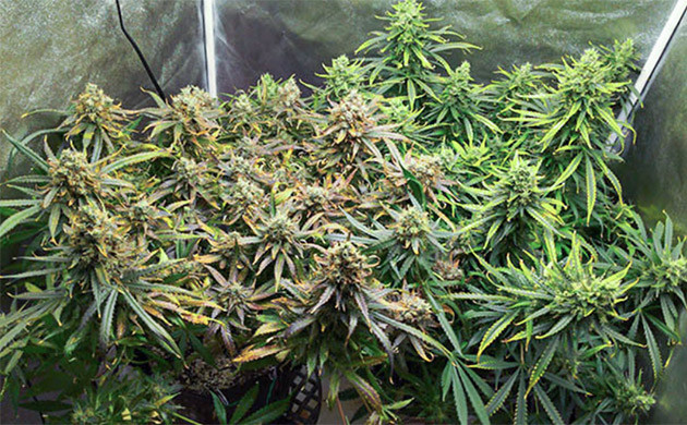 Кусты перед харвестом