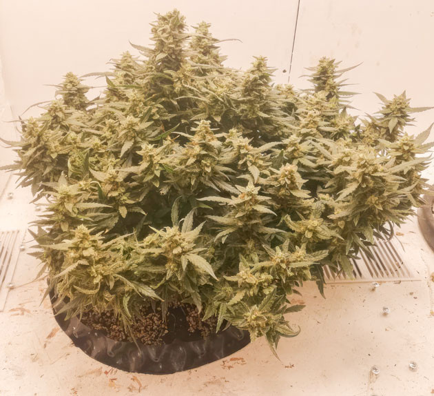 Куст Alpha 21 от AlphaFem Seeds на последних неделях выращивания