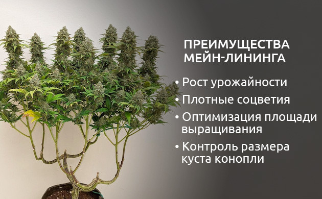 Преимущества и недостатки техники мейн-лининга Плюсы мейн-лининга