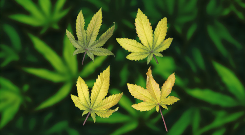 Нехватка хлорофилла Желтые листья конопли