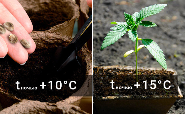 Температура в ночное время при высадке конопли Ночная температура при высадке семян и рассады