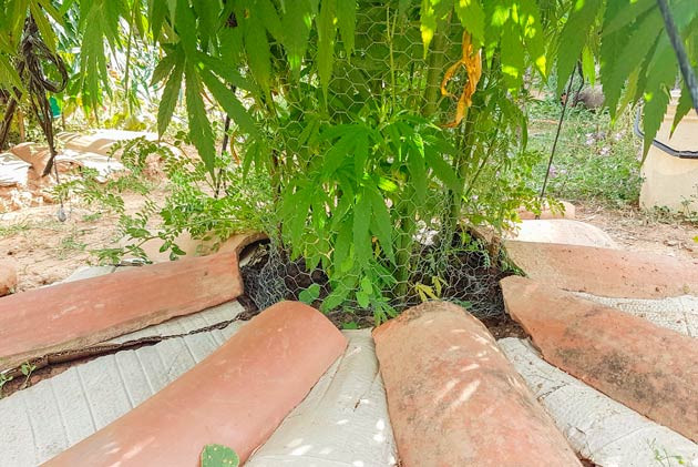 Куст Runtz Muffin от Barney's Farmна 17-18 неделе