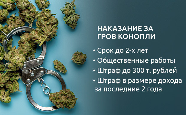 Наказание за выращивание конопли
