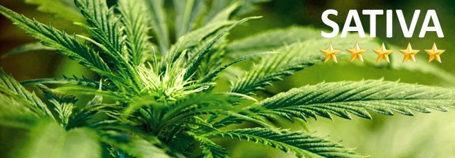 Топ 5 сативных сортов конопли