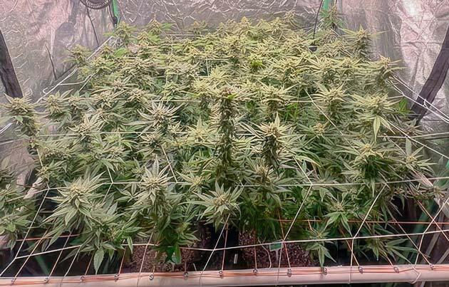 Кусты Apple Betty от Herbies Seeds на 12 неделе