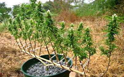 Метод пригибания или LST (Low Stress Training)