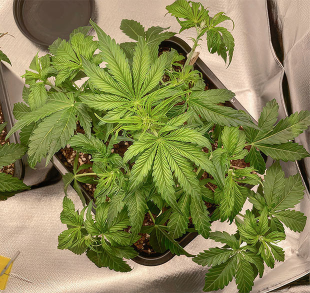 Кусты Apollo F1 Auto от Royal Queen Seeds ростом 18 см