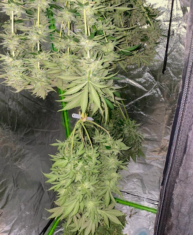 Сбор урожая и сушка конопли Харвест