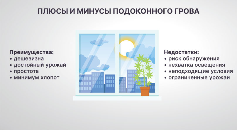 Выбор сорта для подоконника