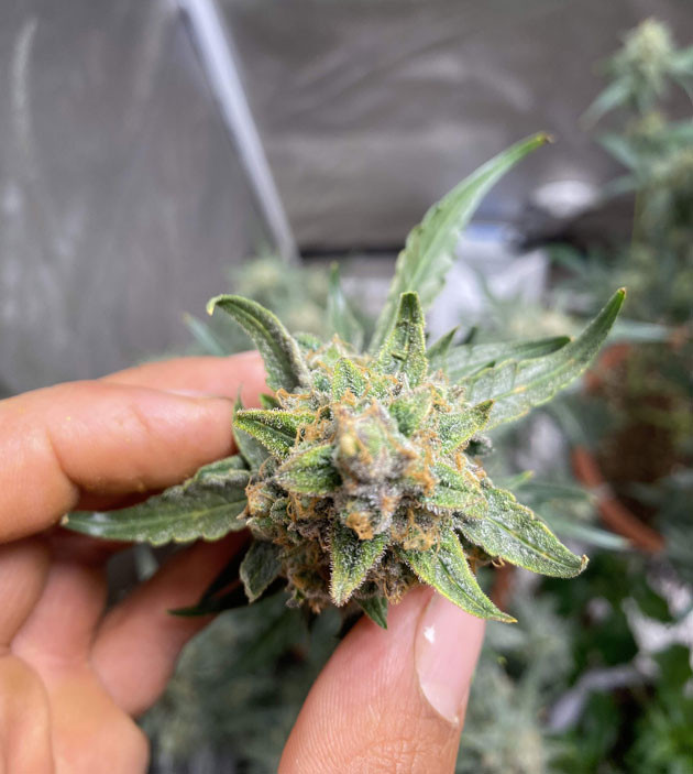 Кусты Banana Purple Punch Auto на 11 неделе