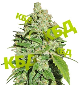 Cannatonic – постоянный источник КБД