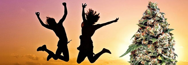 Бодрящие сорта Сативы со скидкой