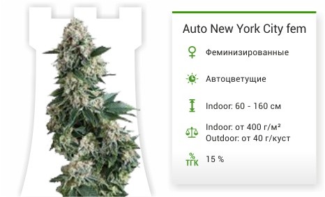 Auto New York City (Pyramid Seeds)