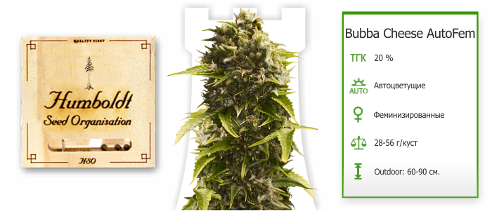 Bubba Cheese AutoFem Bubba Cheese Auto